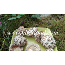 White Flower Shiitake Mushroom Healthy Food